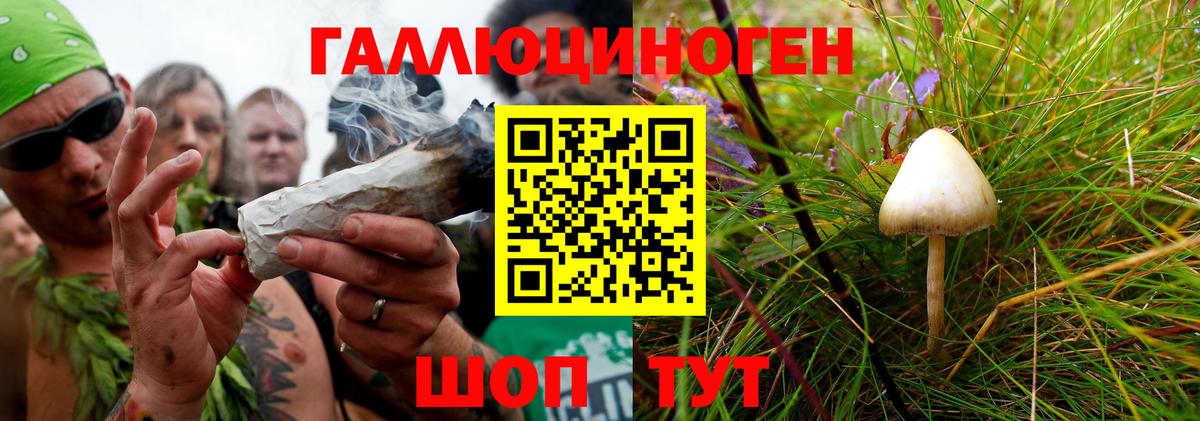 где купить наркотик  Псилоцибиновые грибы мицелий  Вход с VPN  Кингисепп  Псилоцибиновые грибы мухоморы 